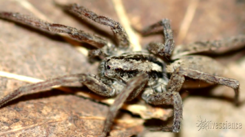 spiders Meme Sound Effect - Voicy