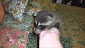 Baby raccoon purr 