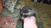 Baby raccoon purr 