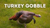 Gobbles