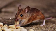 Mouse Squeaking 