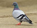 pigeon n word