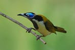 BAR-BREASTED HONEYEATER