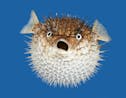 Puffer fish chocking