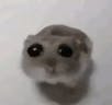 Cute hamster song