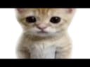 EVADE -El gato audio-