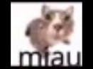 Miau!!!!!!