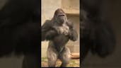 Gorilla Beating Chest Sound 