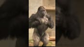 Gorilla Beating Chest Sound 