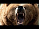 Grizzly Bear SFX