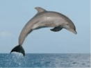 Dolphin Laugh