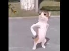Empecé a jugar el juego de amongus 🐒 (vídeo feo)
