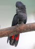Tropical bird, black cockatoo, single squawk 
