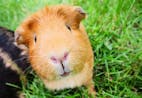 Guinea Pig Annoyed