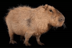 Capybara Noises