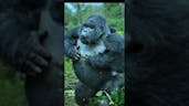 Baby Gorilla Screaming Sound