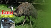 Emu Drumming