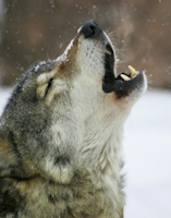 Lonely wolf howl