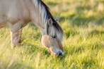 Horse Eating Grass