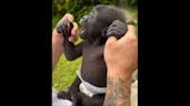 Baby Gorilla Sound