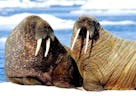 Walrus - 2