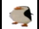 penguin meme