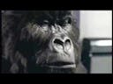 Cadbury cream gorilla advert 