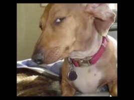 man i just lost my dawg Meme Sound Effect - Voicy
