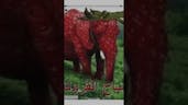 strawberry elephant