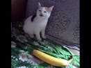 cat no banana... oh no