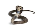 Snake (Hiss)