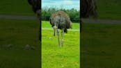 Ostrich 10