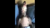 Dog sleeping