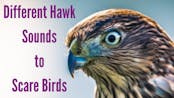 Hawk Sounds 3