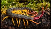 The Sound Of A Flag Tail Centipede