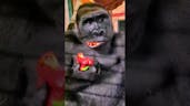 Gorilla Eating Bananas Sound