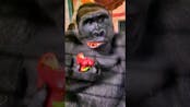 Gorilla Eating Bananas Sound