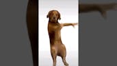 chinese dog dancing