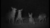 Coyotes