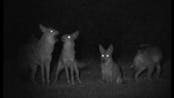 Coyotes