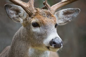 Roe Deer Calls