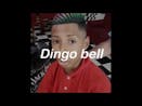 DINGO BELL DINGO BELL