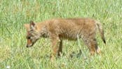 Coyote puppy howl 