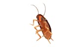 Dancing Roach