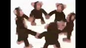 Happy Monkey Circle