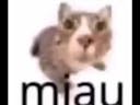 miau meme