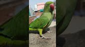 Parrot 12