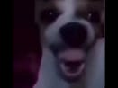 creepy dog laughing