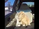 ok i pull up capybara