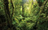 Rainforest ambience 2